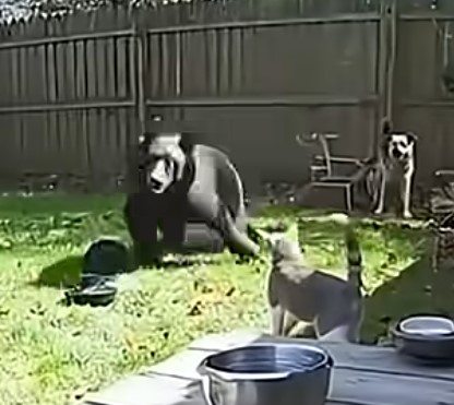 חתולה מגנה על הגורים שלה מדוב גריזלי